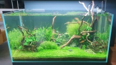 250l - Kornik -  Mr.Wojcik