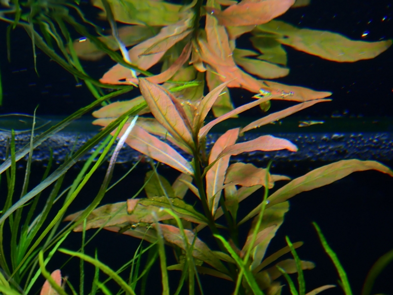 PA041257.JPG