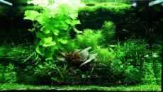 100l - Adrie Baumann (Tropica)
