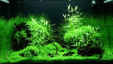 100l - Adrie Baumann (Tropica)