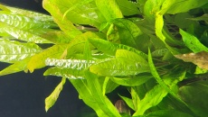 Hygrophila Corymbosa, zwijaja sie liscie