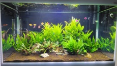 Hygrophila Corymbosa, zwijaja sie liscie
