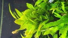 Hygrophila Corymbosa, zwijaja sie liscie