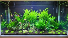 Hygrophila Corymbosa, zwijaja sie liscie
