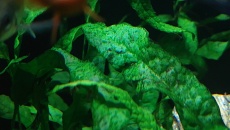 Akwarium 200L zielenice