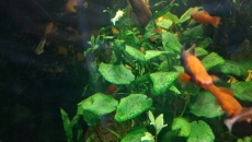 Akwarium 200L zielenice