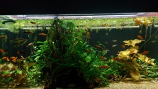 Akwarium 200L zielenice