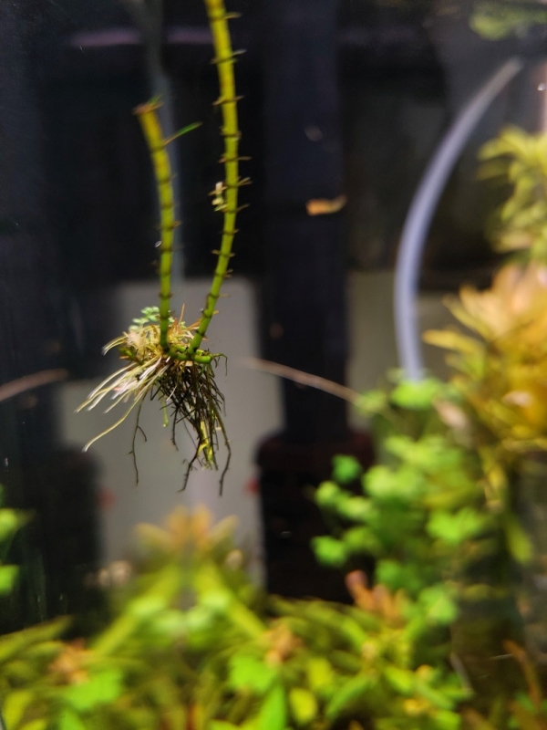 rotala.jpg