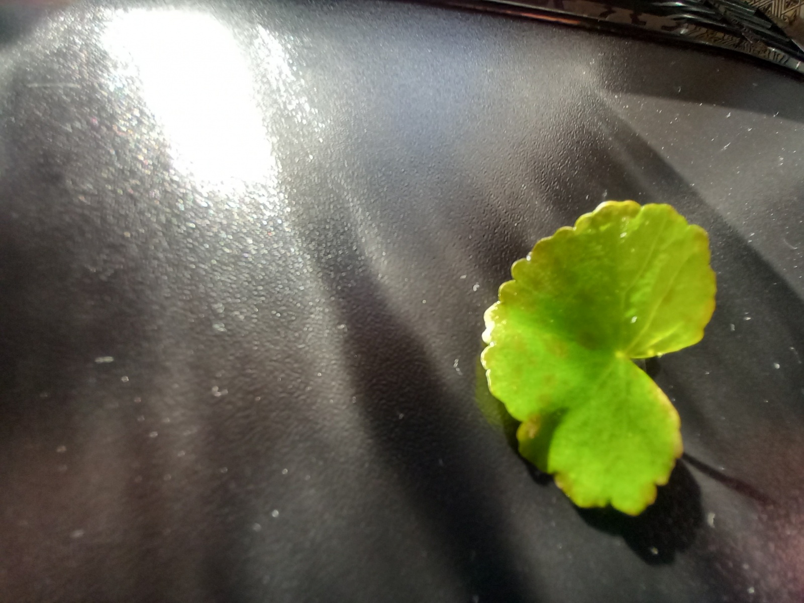 Hydrocotyle leucocephala24 (1).jpg