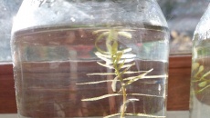 Test: ziemia, Tropica substrate, Platinum Soil, Controsoil