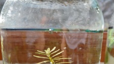 Test: ziemia, Tropica substrate, Platinum Soil, Controsoil