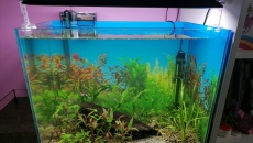 60L - BN/T - filip_k5