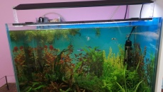 60L - BN/T - filip_k5