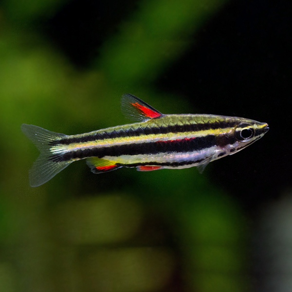 marginatus1.jpeg