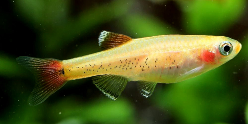 kardynalek-goldmale.jpg