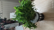 Rośliny z RA - jak to wygląda ?