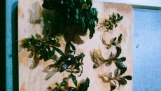 Bucephalandry mix