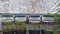 Test: ziemia, Tropica substrate, Platinum Soil, Controsoil