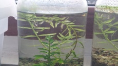 Test: ziemia, Tropica substrate, Platinum Soil, Controsoil