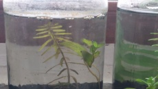 Test: ziemia, Tropica substrate, Platinum Soil, Controsoil