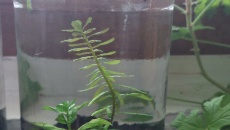 Test: ziemia, Tropica substrate, Platinum Soil, Controsoil