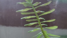 Test: ziemia, Tropica substrate, Platinum Soil, Controsoil
