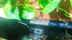 Skimmer do nietypowego akwarium