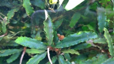 Bucephalandra