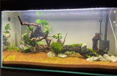 Obsada 200l