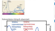 Krasnorosty w akwarium - co robić dalej