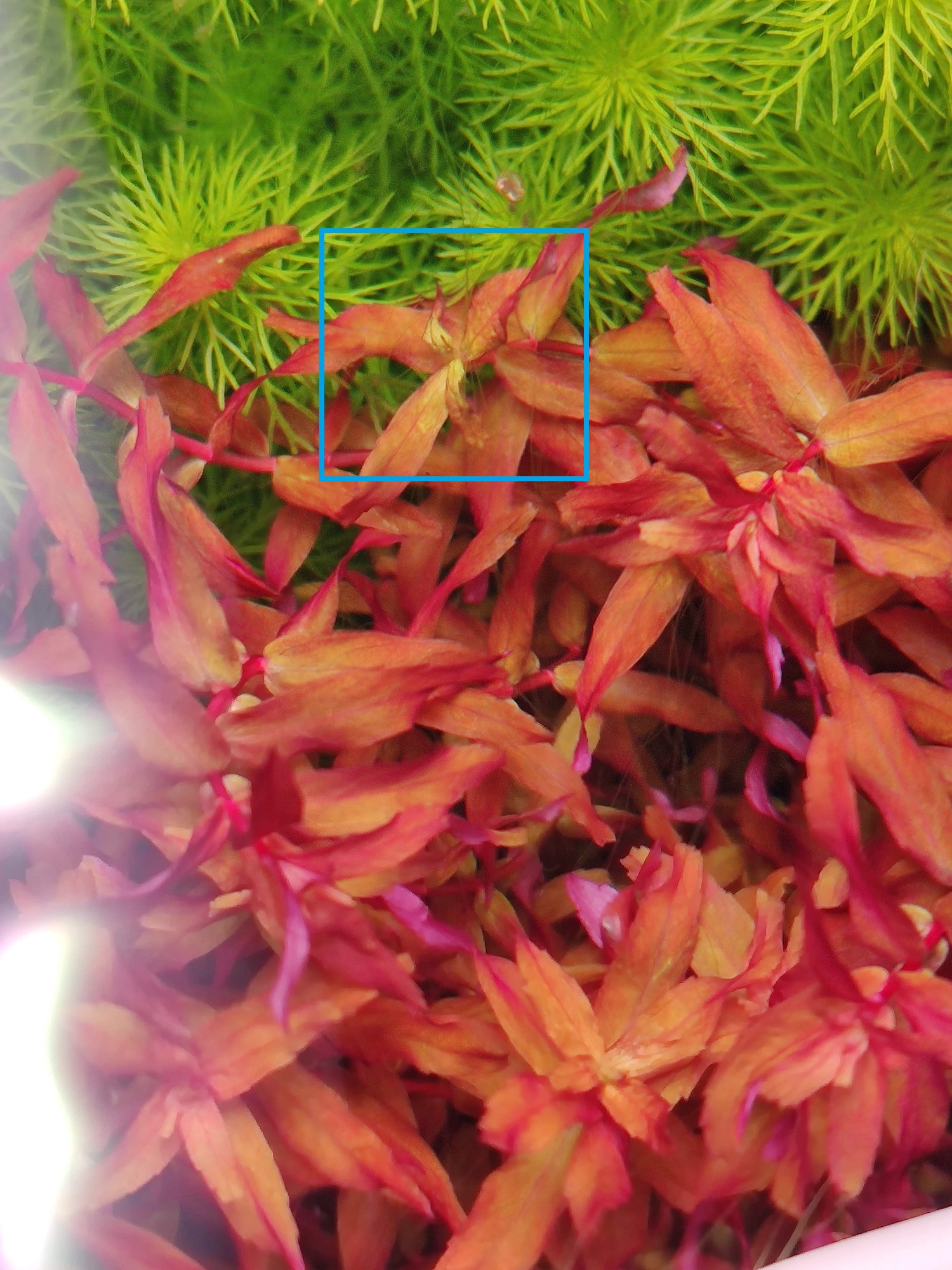 Rotala_macrandra_mini_1.jpg