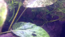 Problem z rośliną prośba o pomoc - prawdopodobne braki