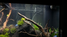 Juwel Rio 240