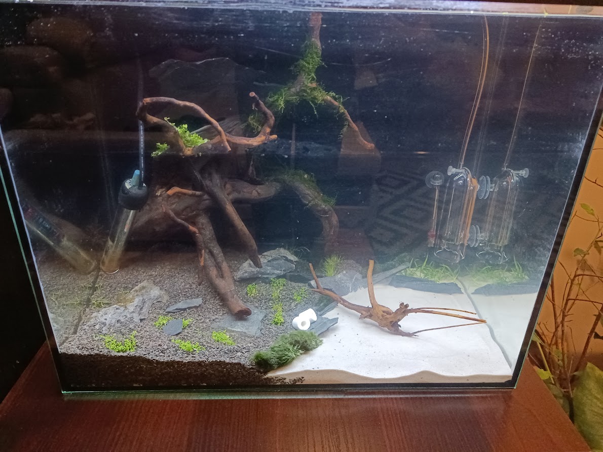 Akwarium 60L 1 dzien.jpg