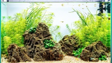 64l - DouMing Mok (Tropica)