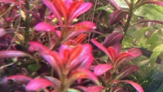 Rotala Sp. Ramosior `Florida`