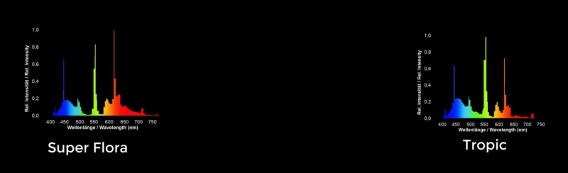 T5_Giesemann.JPG