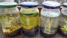 Test: ziemia, Tropica substrate, Platinum Soil, Controsoil