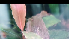 Oedogonium - patenty?