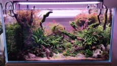 Oedogonium - patenty?