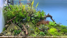 272l - Jan Marsal (Tropica)