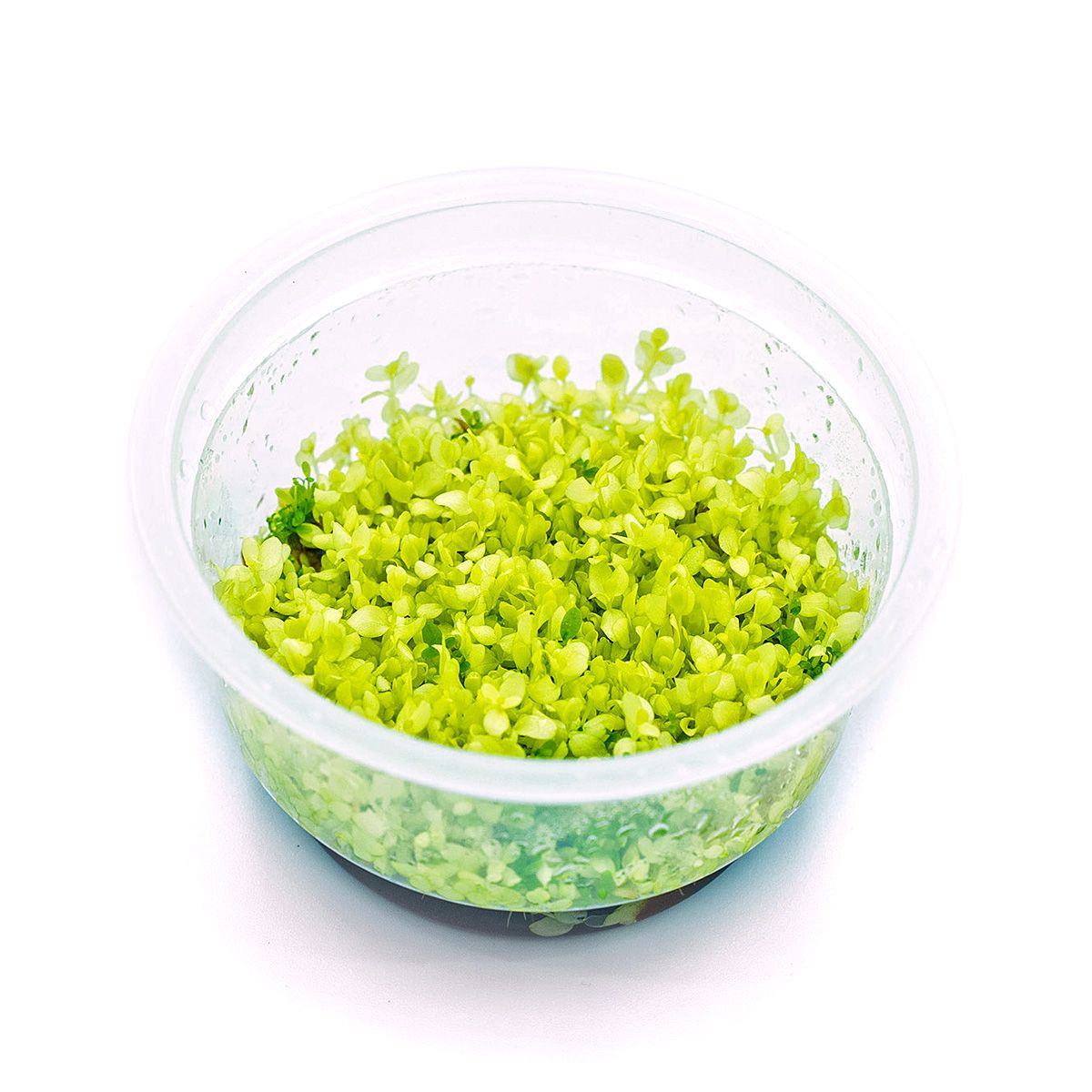 micaranthemum_tweediei_pearl_white_2.jpg