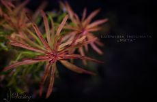 Zestaw 3 odmian Ludwigia Meta, Rotala Florida, Bacopa Purple
