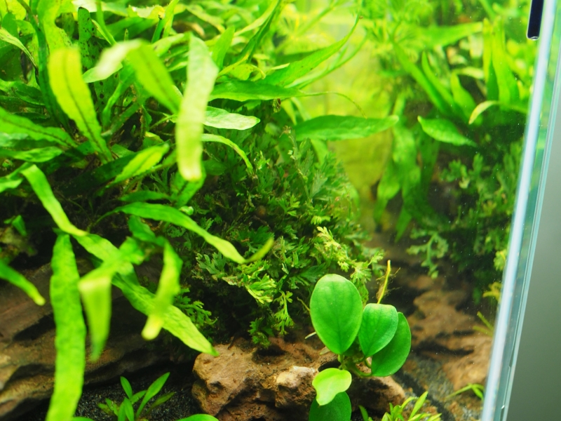 P5225206.jpg