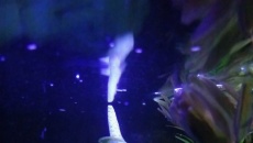 Anubias na dobranoc