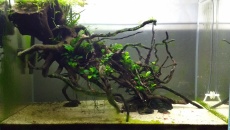 072l - The Root - BB