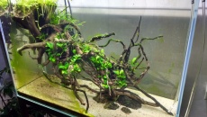 072l - The Root - BB