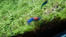 Blue velvet zdychają