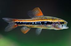 Samotniczek neonowy - Poecilocharax weitzmani