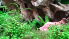Rhizoclonium ?